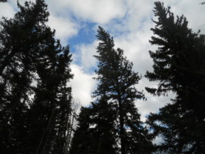 The tall spruce trees bend and dip from the easterly winds