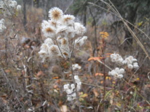 Even after several frosts, the pretty small flowers stand tall