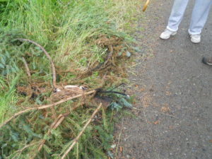 Burned section of tree that fell on hydro lines