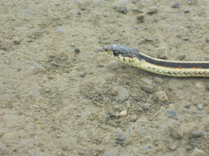 I think I will name him "Sidni"