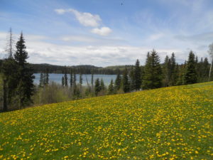 Another healthy crop of dandelions in the fields and yards around Lac des Roches