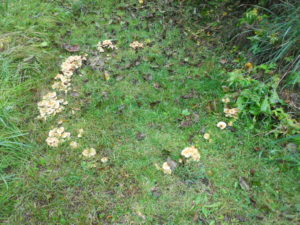 Fairy ring on Boultbee Road lot