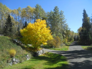 Spectacular colours on Boultbee Road