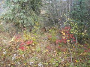 In the foreground is a patch of Pearly Everlasting near McCarthy Road