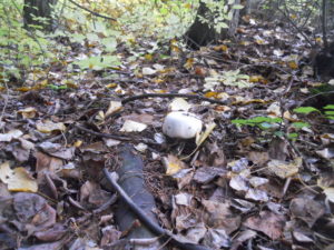 Field mushrooms like the dry, cool forest