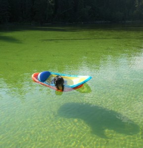 Happy floater - canine