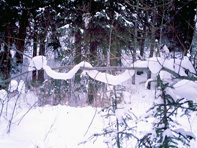 Mild temperatures in the Lac des Roches area are causing the snow to slowly slide off this willow branch. It resembles a giant white serpent wrapped around the limb. — image credit: Sharron Woloshyn