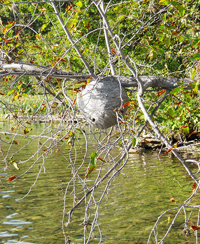 Growing wasp nests are an indication of a problem shared by many communities this year. The insects seem to have found safe and out-of-reach locations to protect their nests from predators and humans. This one hangs eight feet out over the lake on an alder branch near the boat launch at Access #7. — image credit: Sharron Woloshyn