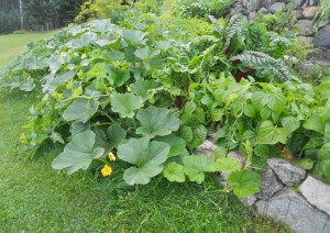 Green grass borders this very green garden at Lac des Roches