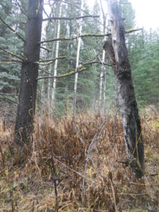 The base of this dead aspen is 2 feet off the ground - a hanging tree.