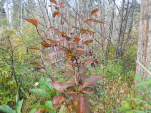 High bush cranberries on Boultbee Road