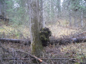 The knot on this cottonwood tree trunk looks like a koala bear.
