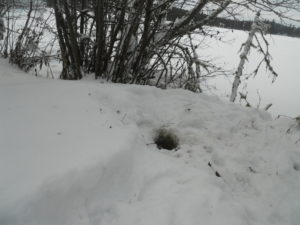 Another otter "home" near McCarthy Bay access