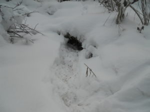 Access hole to otter's underground haven