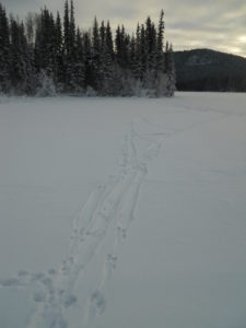 Otter tracks along the shore