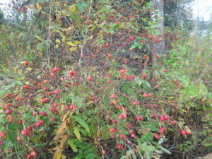 Rose hips near Boultbee Road