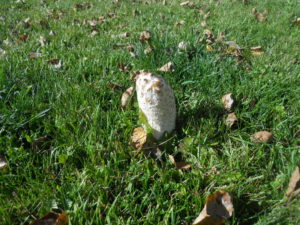 Shaggy manes are easy to identify and grow all around the area.