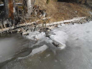 Evidence of shifting sheets of ice on shore rocks Feb. 17, 2015