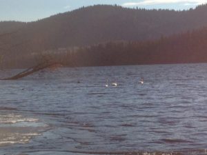 Swans near Access #7 on Nov. 20, taken by Glenda Kisser.