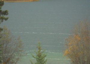 The "swim lanes" appeared in the lake on Oct 22, after days of strong winds.  Pollen perhaps?